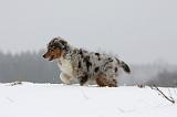 BERGER AUSTRALIEN PUPPIES 486